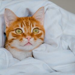 piumino letto - punti di calore