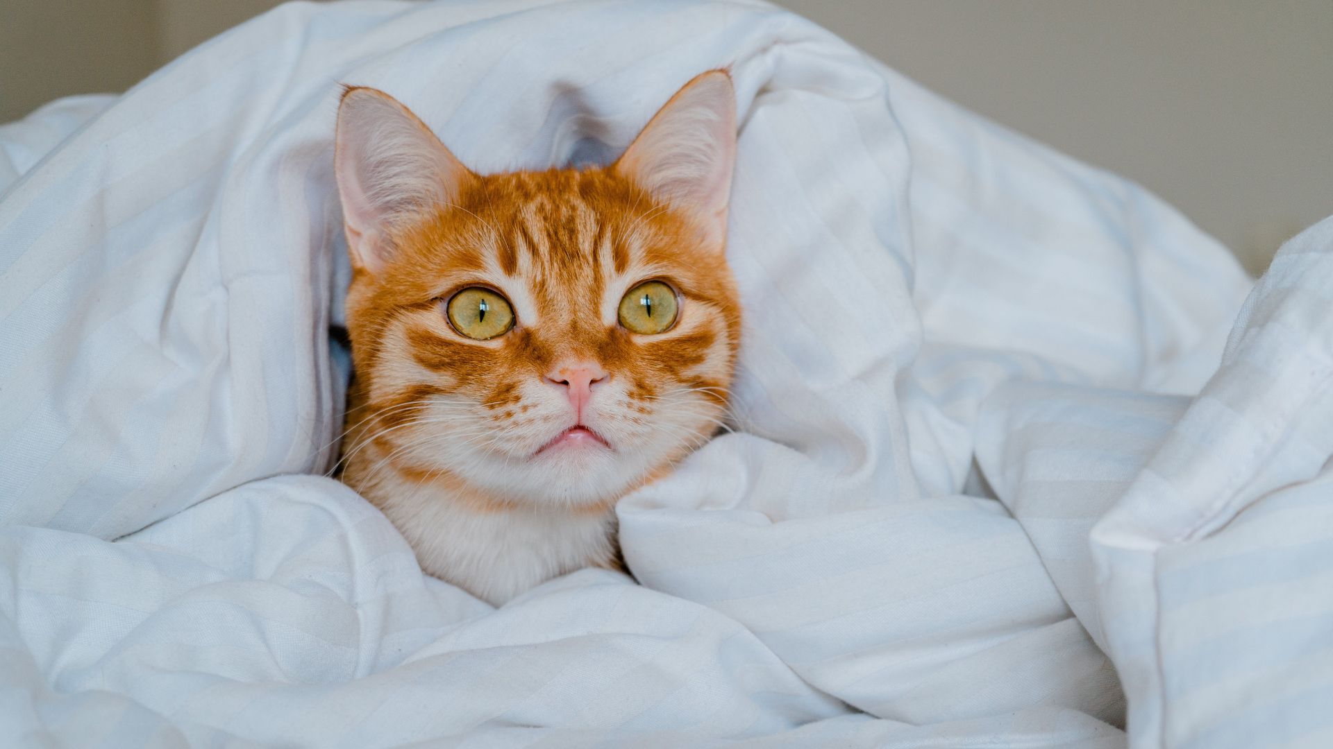 Punti di calore piumino: come scegliere il modello giusto